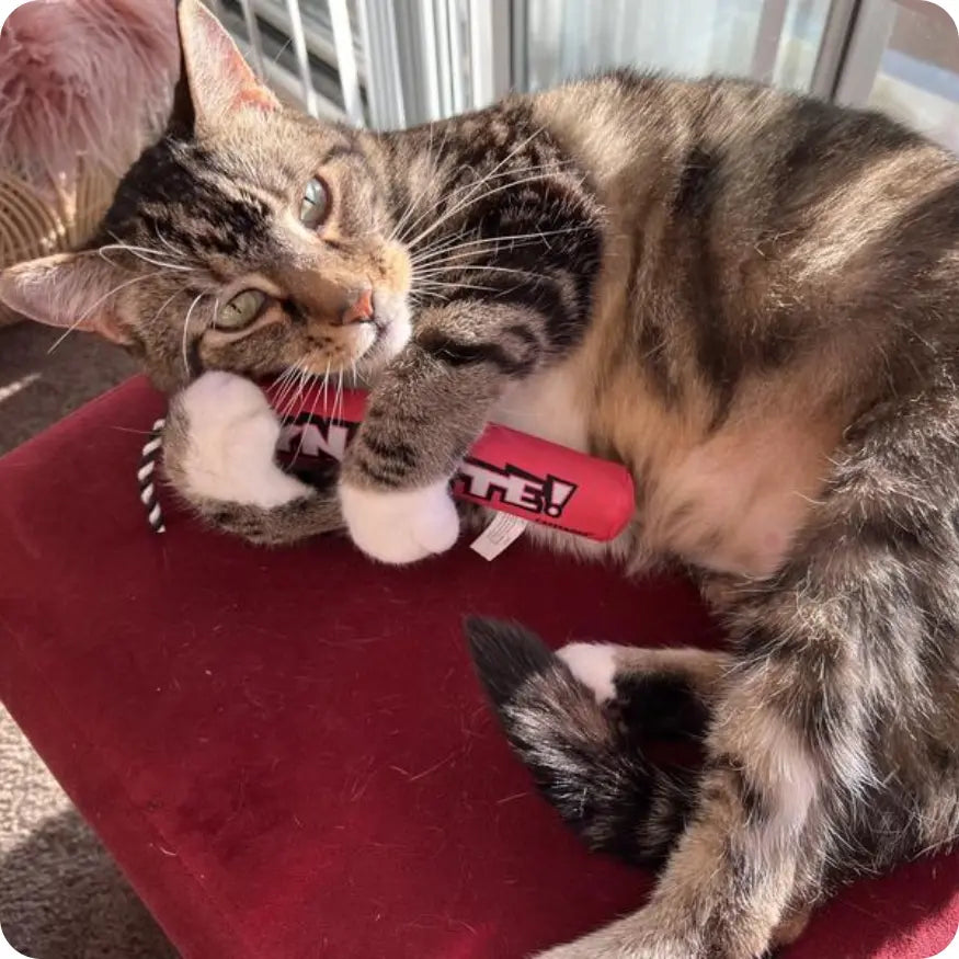 Juguete con Catnip para Gatos Catstages Magic Dynamite