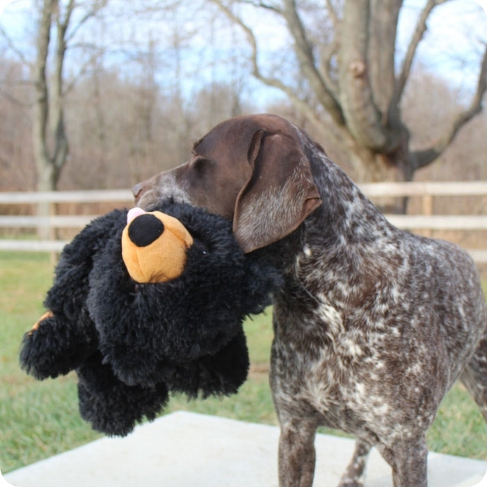 Perro de talla grande mordiendo peluche sensorial para perros Oso nero sin relleno Tall Tails