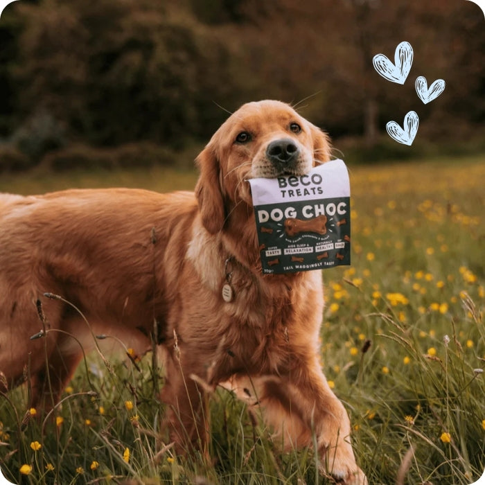 Perrito comiendo galletas naturales libres de granos para perros Beco treats Dog Choc algarroba