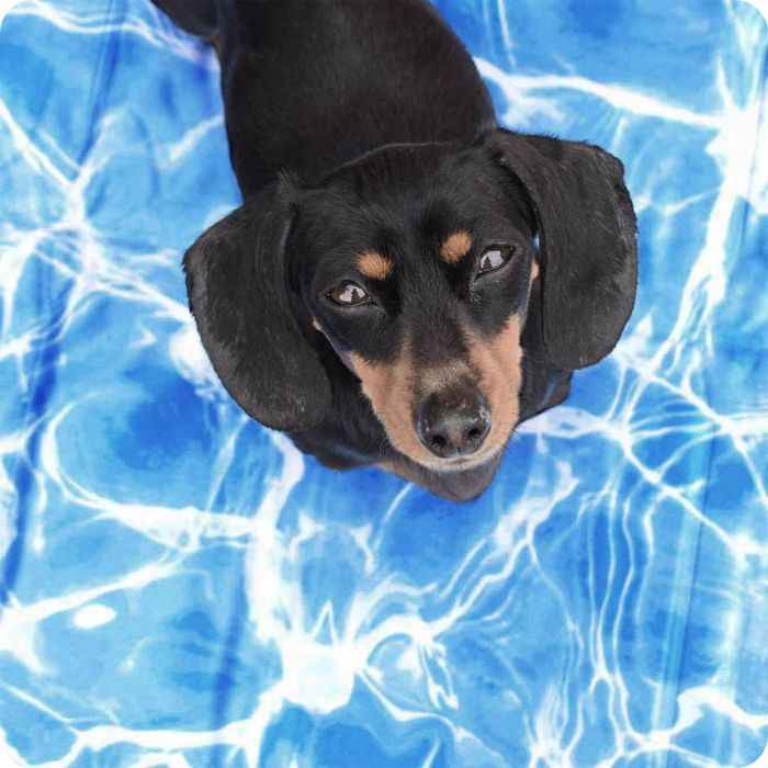 Manta refrescante para perros y gatos | AFP Chill Out Talla M