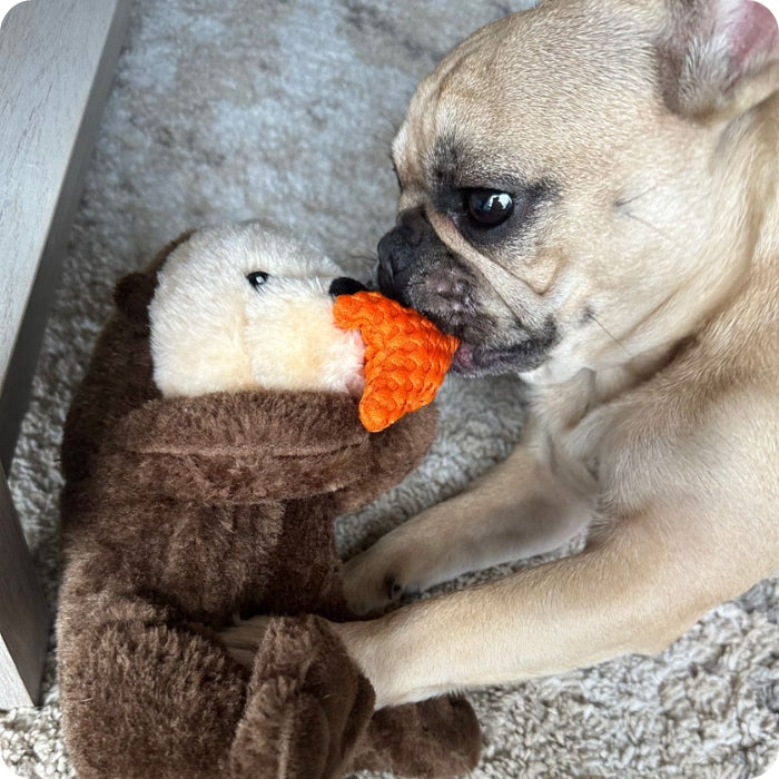 Perro de talla pequeña mordiendo peluche sensorial para perros Nutria de Tall Tails