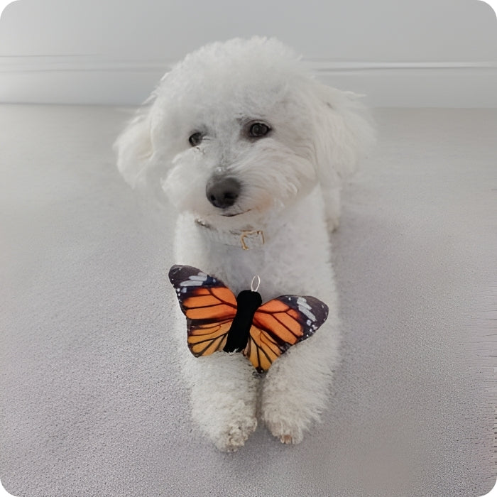 Perro pequeño estilo poodle posando junto a peluche sensorial modelo Mariposa de Tall Tails
