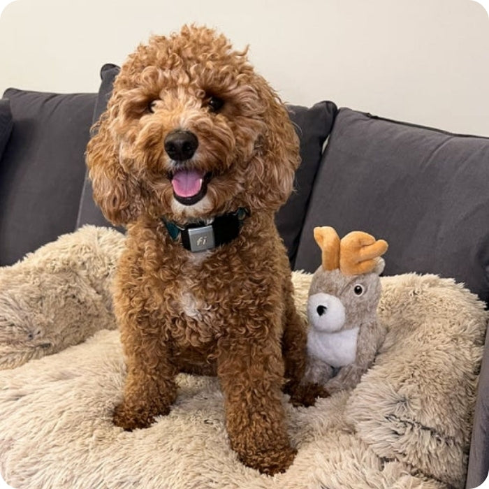 Perro posando con peluche sensorial animado Jackalope de Tall Tails