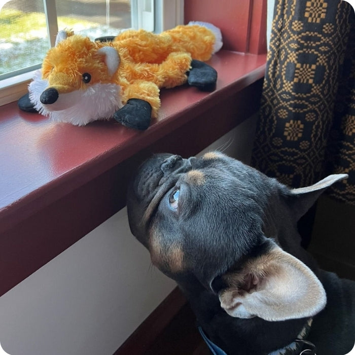 Perro posando junto a peluche zorro sin relleno Tall Tails