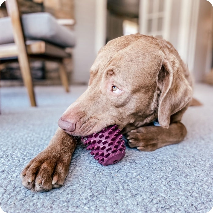 Perro de talla grande mordiendo juguete de goma natural Tall Tails modelo Piña