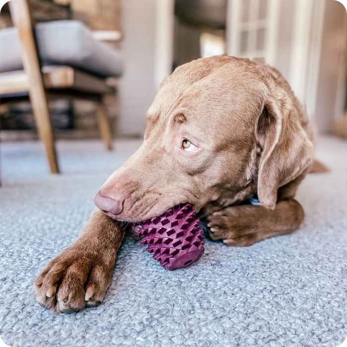 Juguete calmante para perros – Juguete rellenable Piña Tall Tails