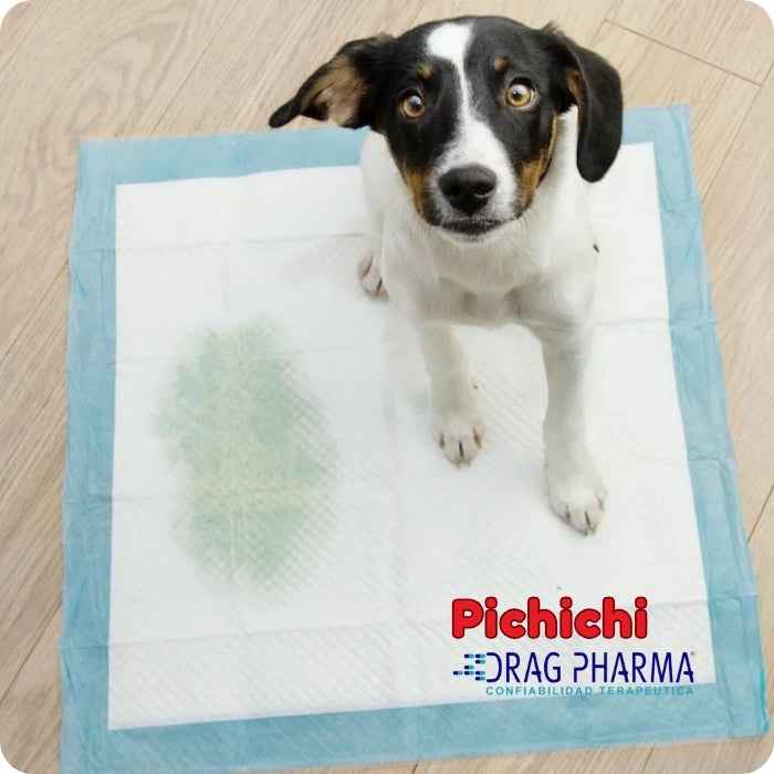Pichichi - Educador Sanitario para perros