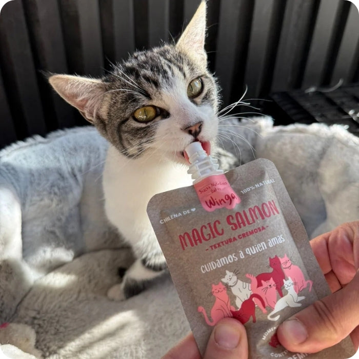 Gato comiendo snack natural untable Magic Salmon Winga