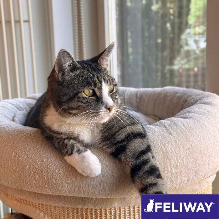 Feliway classic difusor + repuesto 48ml