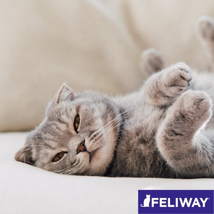 Gato tranquilo después de aplicaar feliway classic en casa