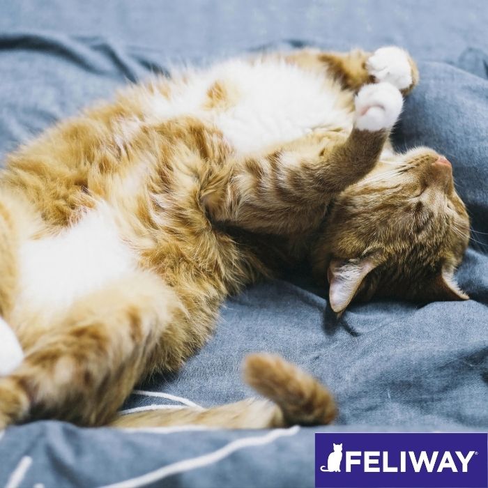 Gato tranquilo después de aplicar Feliway Classic Spray