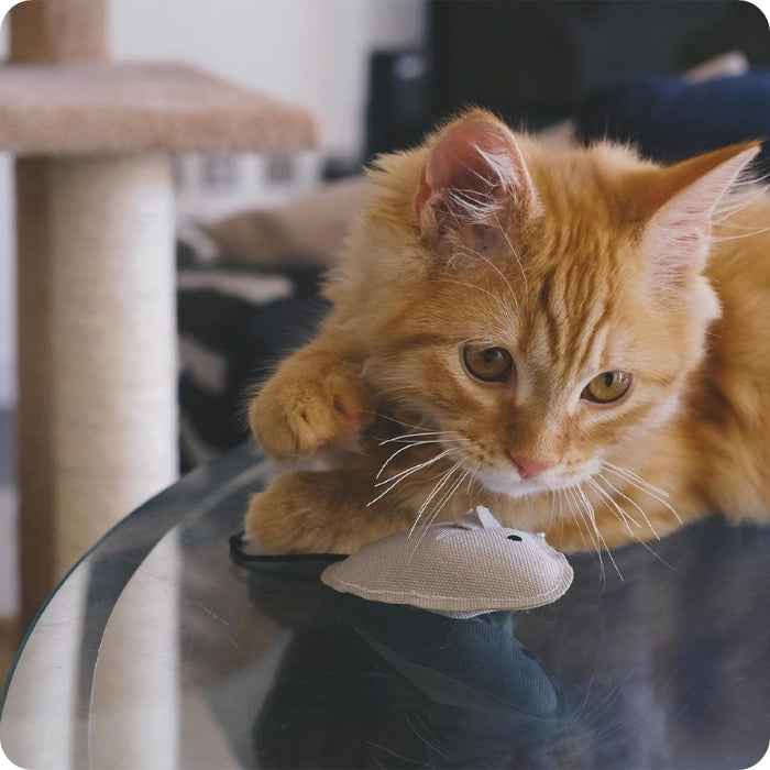 Ratón de peluche para gatos relleno con catnip | Beco