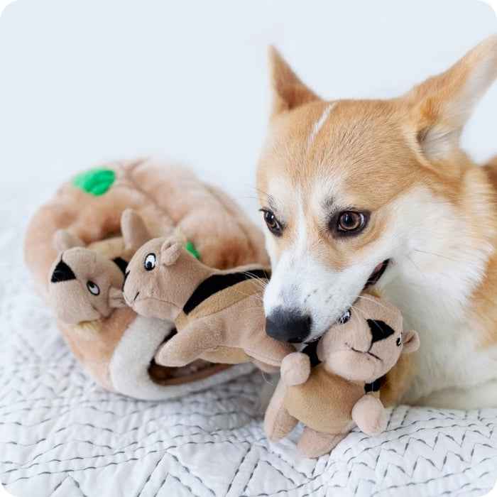 Hide a Squirrel - Peluche cognitivo