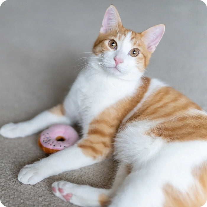 Kitty Kreme Donuts peluche sensorial para gatos en uso