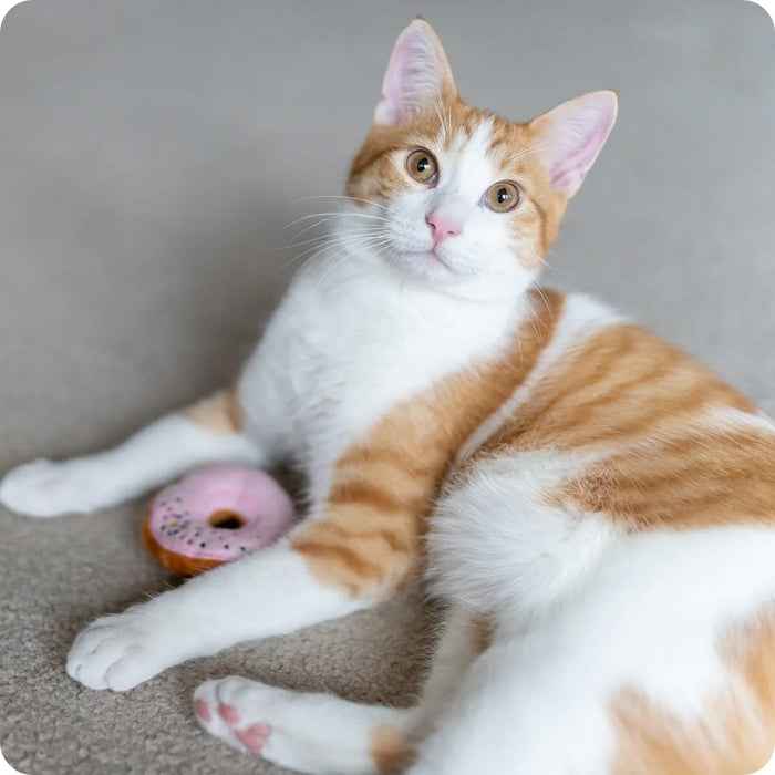 Donas Kitty Kreme de Feline Frenzy - P.L.A.Y
