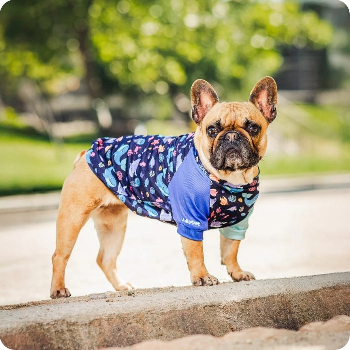 Perro usando polera con filtro solar Zullypet