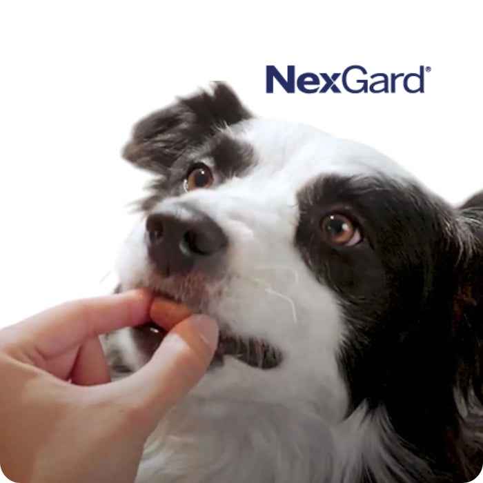 Nexgard Comprimido masticable para perros 3 tabletas