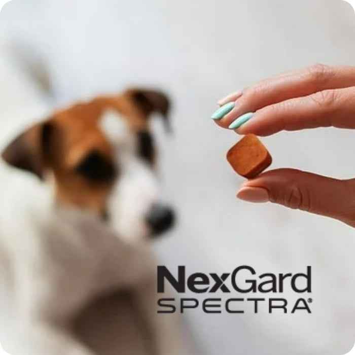 Nexgard Spectra Comprimido masticable para perros - 3 tabletas