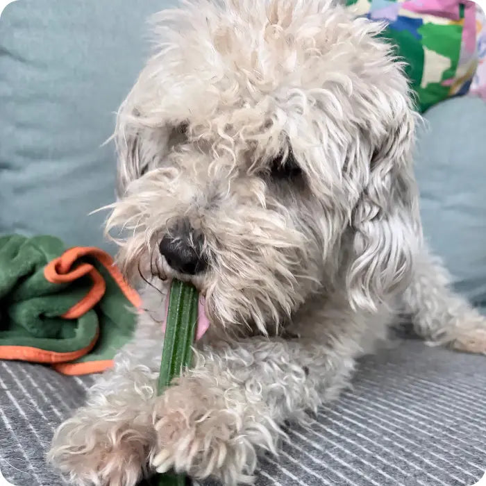 Snacks Dentales con Menta para Perros Indomitable Patagonia Dental Plus Sticks
