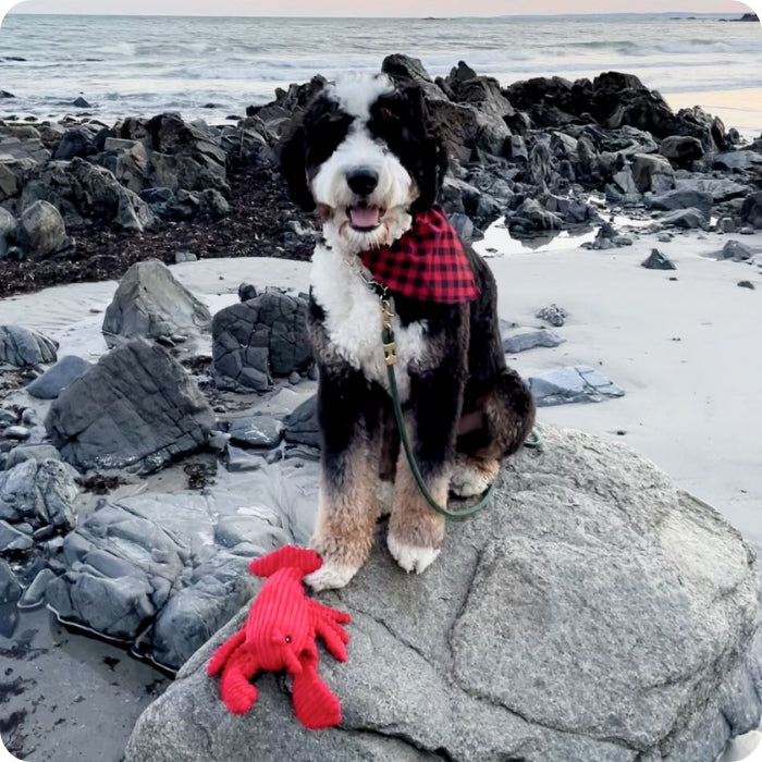 Perro frente al mar con su peluche sensorial de Langosta marca Tall Tails