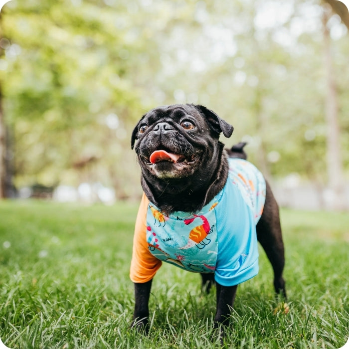 Perro posando con polera con filtro solar ZullyPet modelo Dino Party Parade