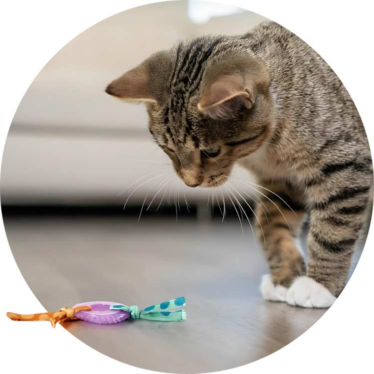 Gatos - Karu Auka - Tienda pet care natural en Chile