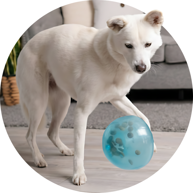 Perros - Karu Auka - Tienda pet care natural en Chile