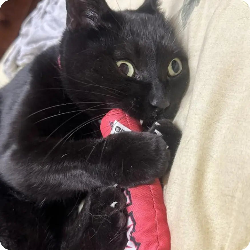 Juguete con Catnip para Gatos Catstages Magic Dynamite