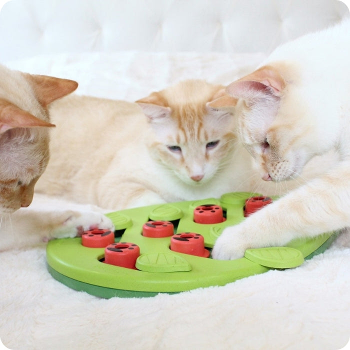 3 gatos jugando con Buggin' Out juguete cognitivo tipo puzzle para gatos Nivel 2 de Nina Ottosson a la vez