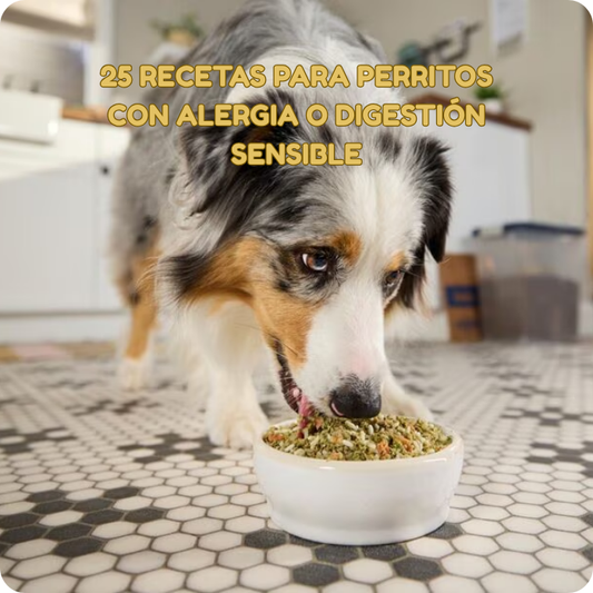 Recetario para Perros con Digestión Sensible — 25 Recetas Caseras