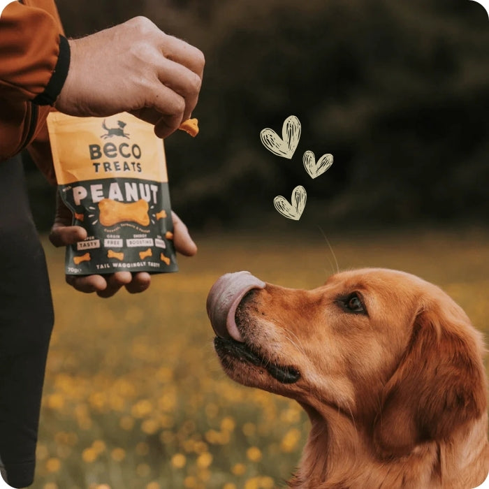 Perro comiendo galletas naturales libres de granos Beco Treats variedad Peanut mani