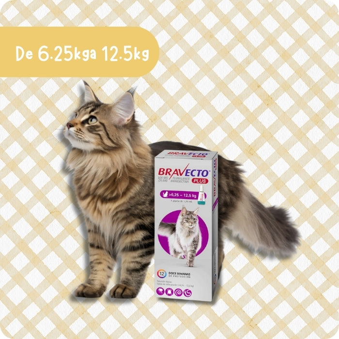 Bravecto plus de 6.25 a 12.5 kg