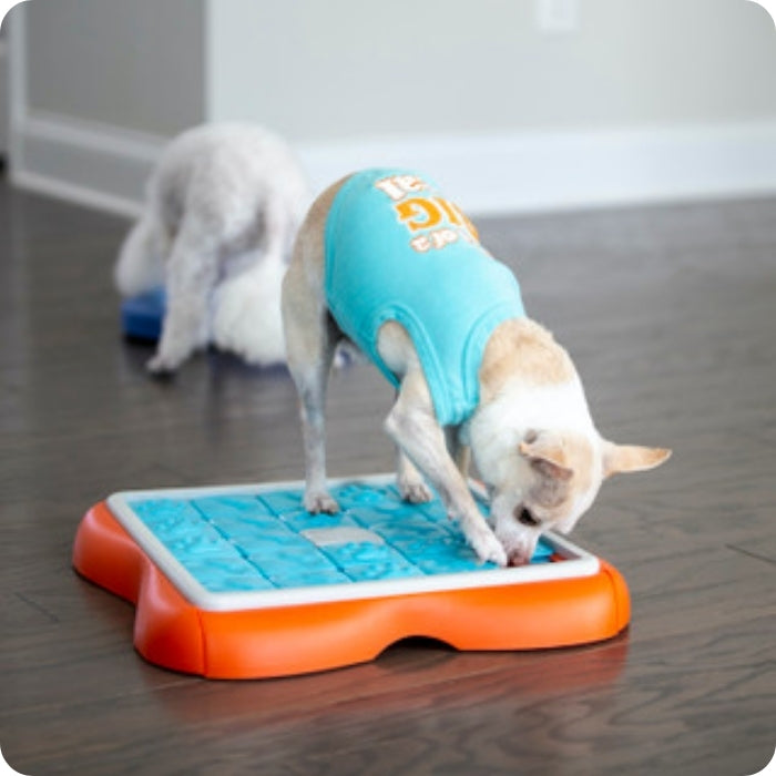 Perro de talla pequeña usando Puzzle Dog Challenge Slider de Nina Ottosson nivel 3