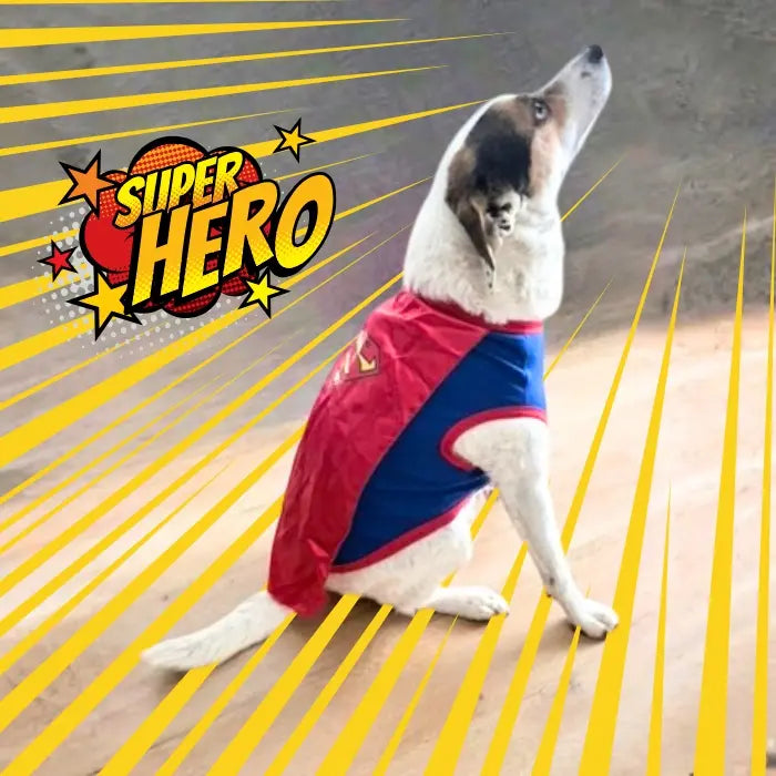 Disfraz de Superman para perros y gatos | Confección Nacional