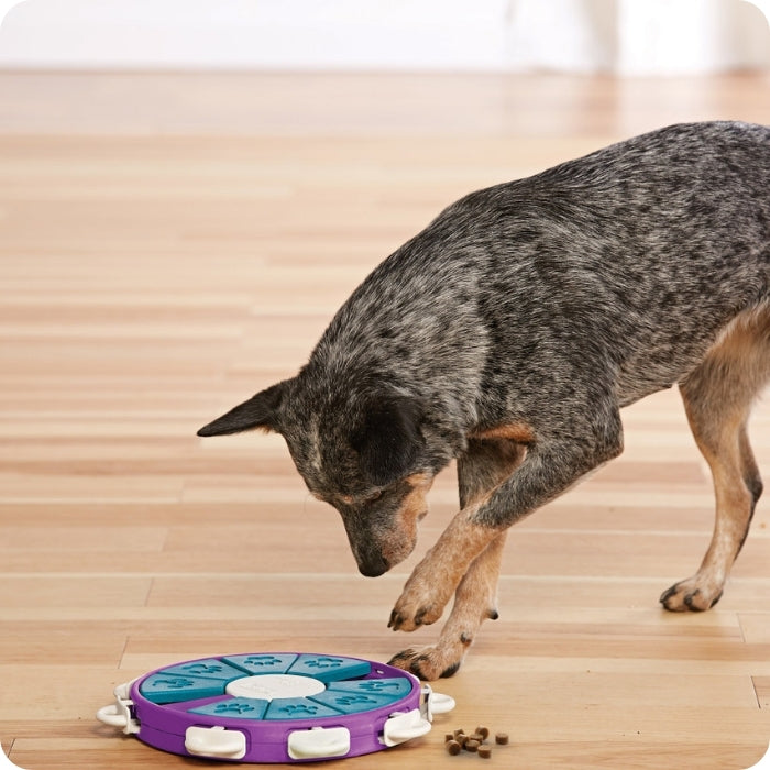 Perro adulto usando puzzle cognitivo nivel 3 de Nina Ottosson Dog Twister