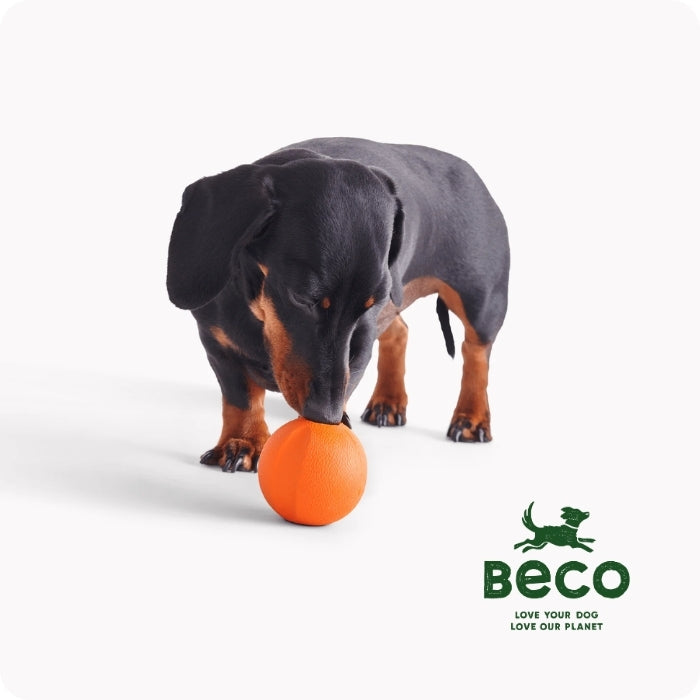 Fetch Ball de Beco en uso por un perro pequeño.