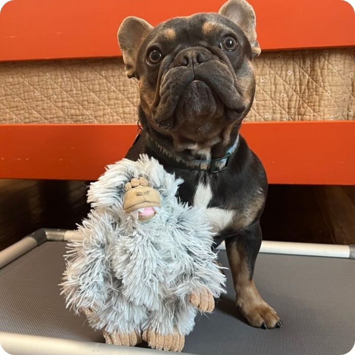 Bulldog francés usando peluche sensorial para perros Yeti Tall Tails