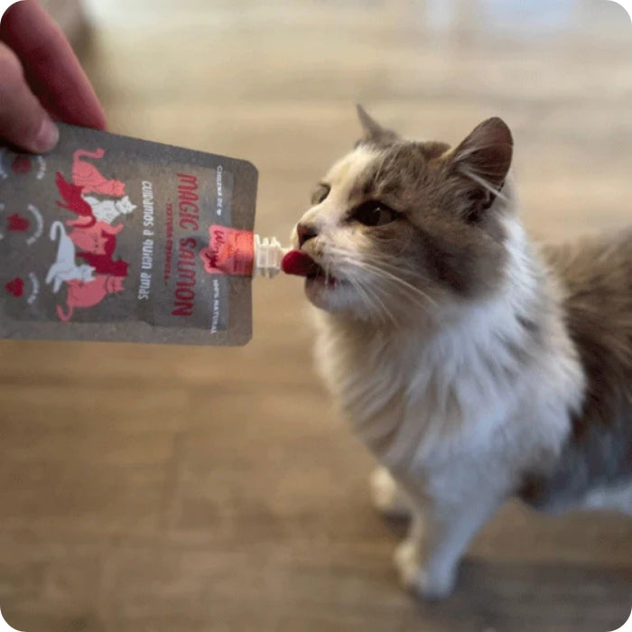 Gatito comiendo Snack untable para gatos Magic Salmon de Winga 