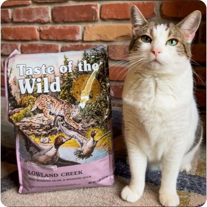 Gatito posancdo junto a su saco de Lowland Creek de Taste of the Wild