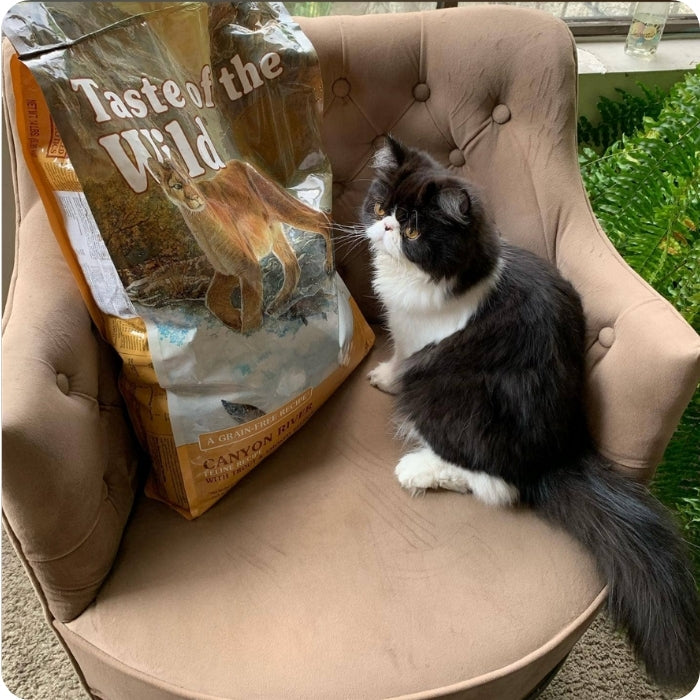 Gato posando con su saco de alimento completo de Taste of The Wild: variedad Canyon River.