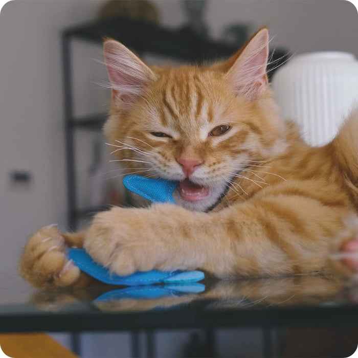 Delfín de peluche para gatos relleno con catnip | Beco