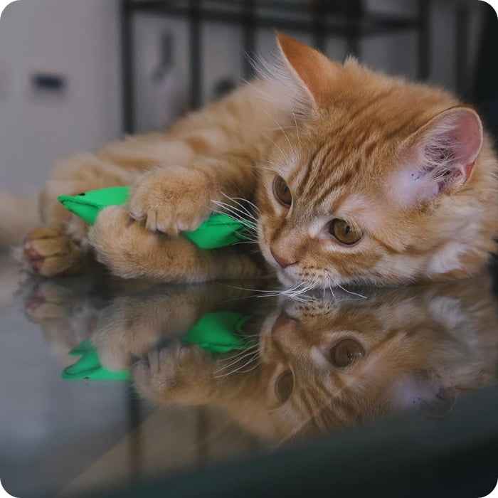 Pulpo de peluche para gatos relleno con catnip | Beco