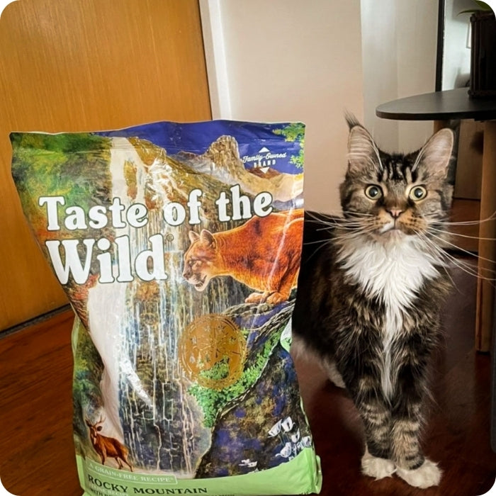 gato posando junto a saco de comida Taste of The Wild Rocky Mountain.