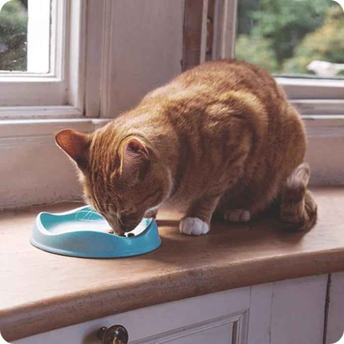 Plato bajo para gatos de bambú | Bowl Cat Beco