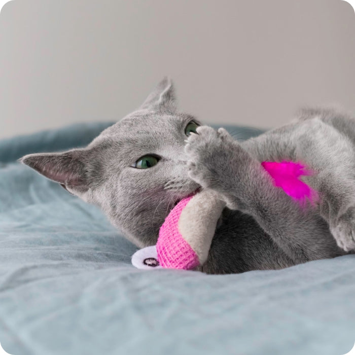 Gato jugando y mordiendo peluche dental funcional catstages Camaroncito