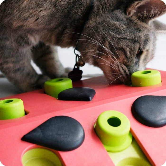 Gato buscando premios en Melon Madness juguete cognitivo tipo puzzle para gatos de Nina Ottosson