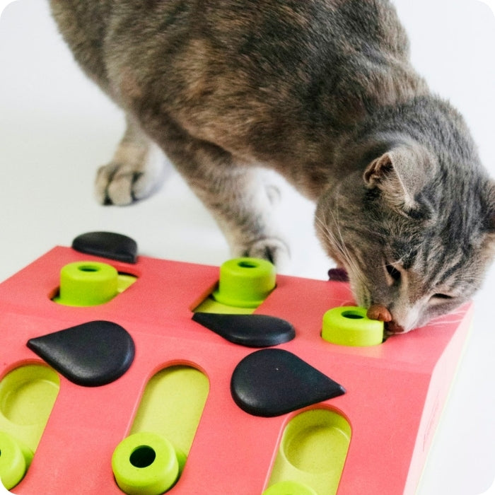 Gato comiendo con Melon Madness juguete cognitivo tipo puzzle para gatos de Nina Ottosson
