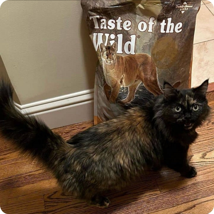 Taste of the Wild Canyon River para gatos. Los gatos lo aman.