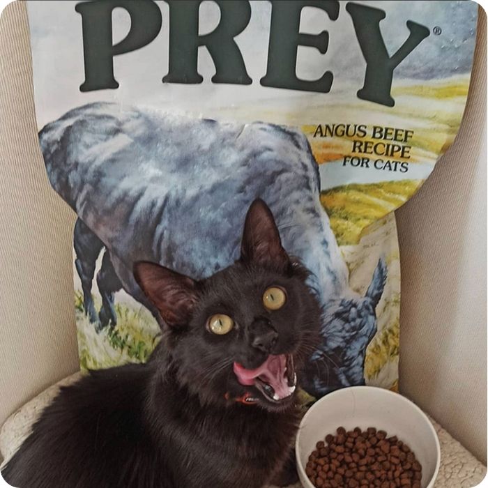 Gato difrutando de su alimento completo ToW Prey Angus Beef 