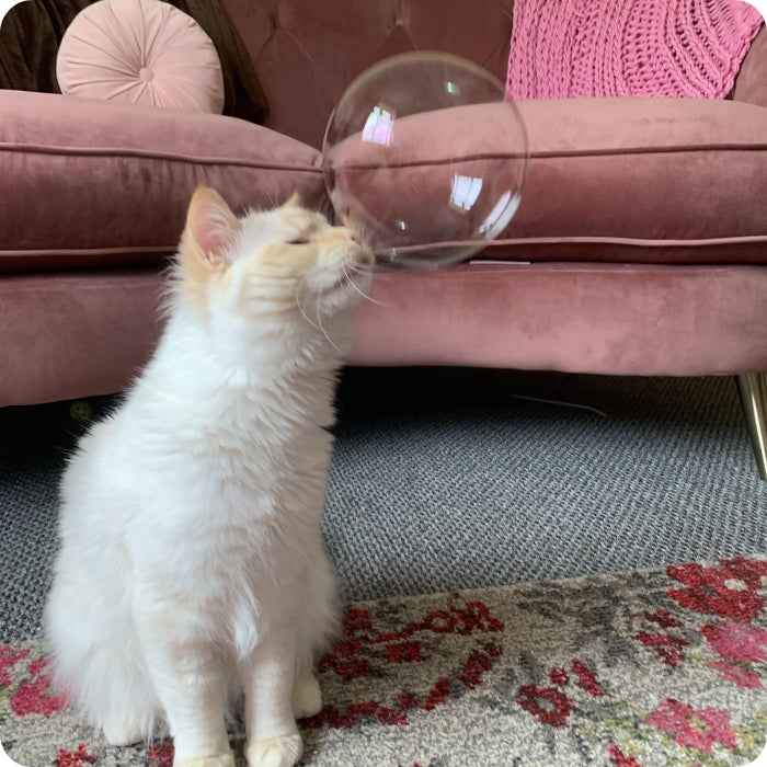 Burbujas de catnip para gatos | Catit